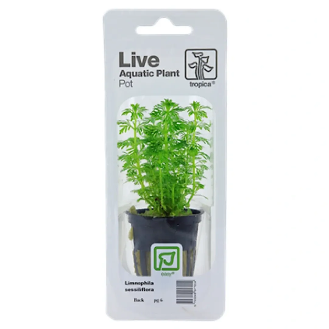 Tropica Akvarieplanter Tropica PCS Pot Limnophila sessiliflora x 3