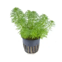 Tropica Akvarieplanter Tropica PCS Pot Limnophila sessiliflora x 3