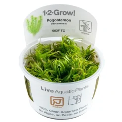 Tropica Akvarieplanter Tropica Pogostemon deccanensis 1-2-GROW x 3