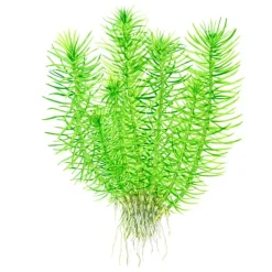 Tropica Akvarieplanter Tropica Pogostemon deccanensis 1-2-GROW x 3