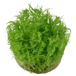 Tropica Akvarieplanter Tropica Pogostemon deccanensis 1-2-GROW x 3