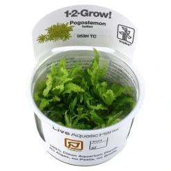 Tropica Akvarieplanter Tropica Pogostemon Helferi 1-2-GROW