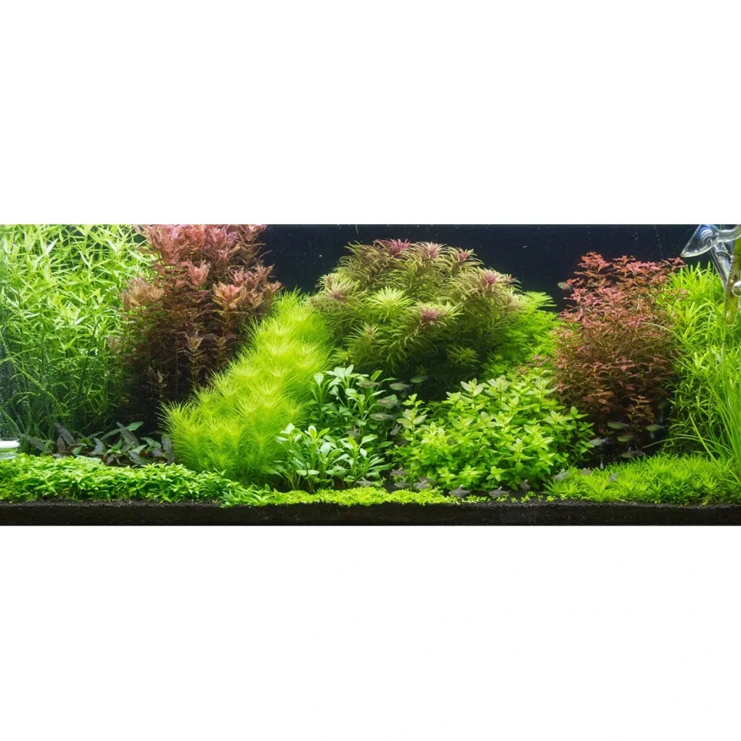 Tropica Akvarieplanter Tropica Proserpinaca palustris 1-2-GROW x 3