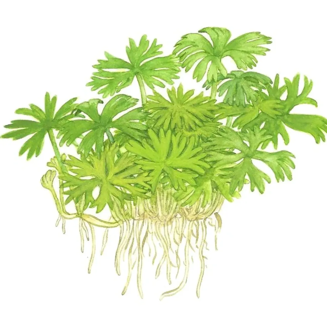 Tropica Akvarieplanter Tropica Ranunculus inundatus 1-2-GROW