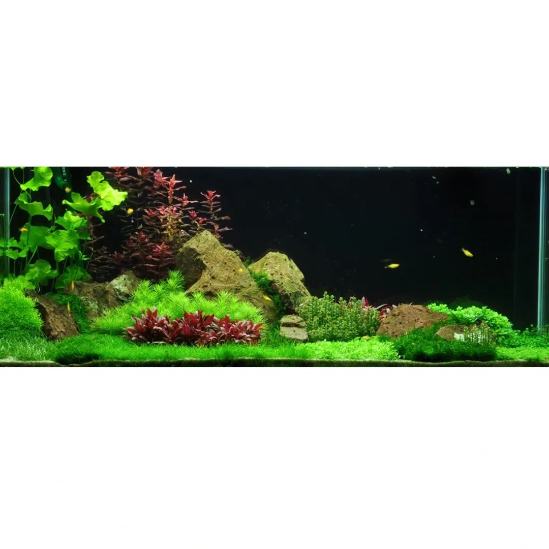 Tropica Akvarieplanter Tropica Riccia fluitans 1-2-GROW