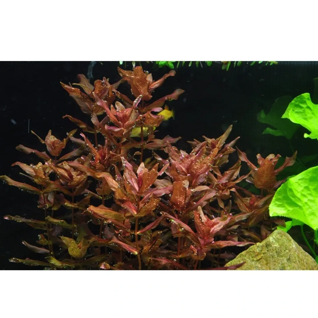 Tropica Akvarieplanter Tropica Rotala macrandra Japan 1-2-GROW x 3