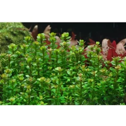 Tropica Akvarieplanter Tropica Rotala sp. bonsai 1-2-GROW x 3