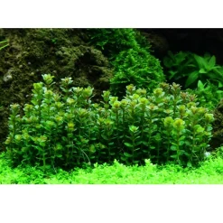 Tropica Akvarieplanter Tropica Rotala sp. bonsai 1-2-GROW x 3