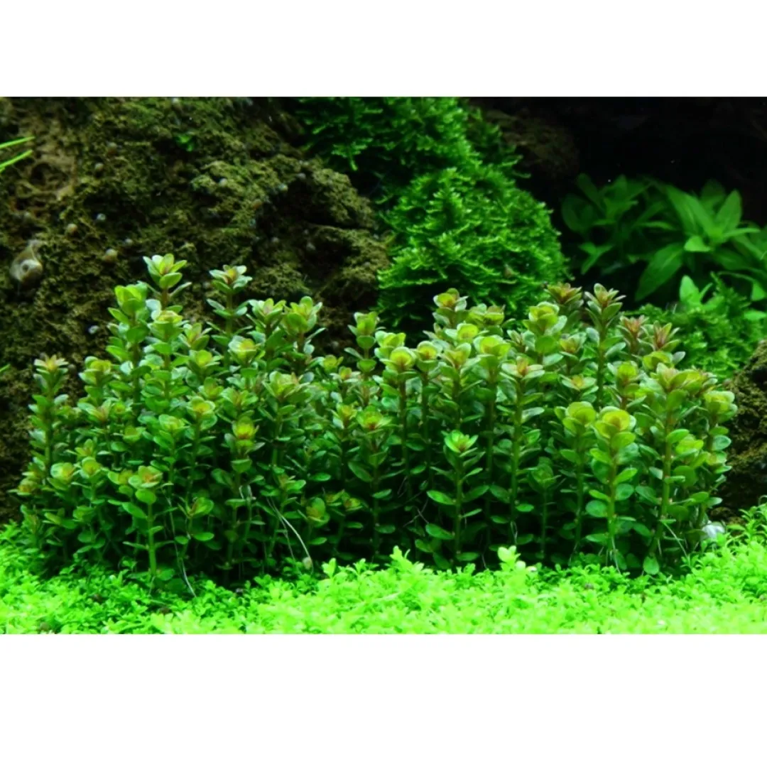 Tropica Akvarieplanter Tropica Rotala sp. bonsai 1-2-GROW x 3