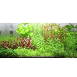 Tropica Akvarieplanter Tropica Rotala sp. bonsai 1-2-GROW x 3