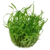 Tropica Akvarieplanter Tropica Sagittaria subulata 1-2-GROW
