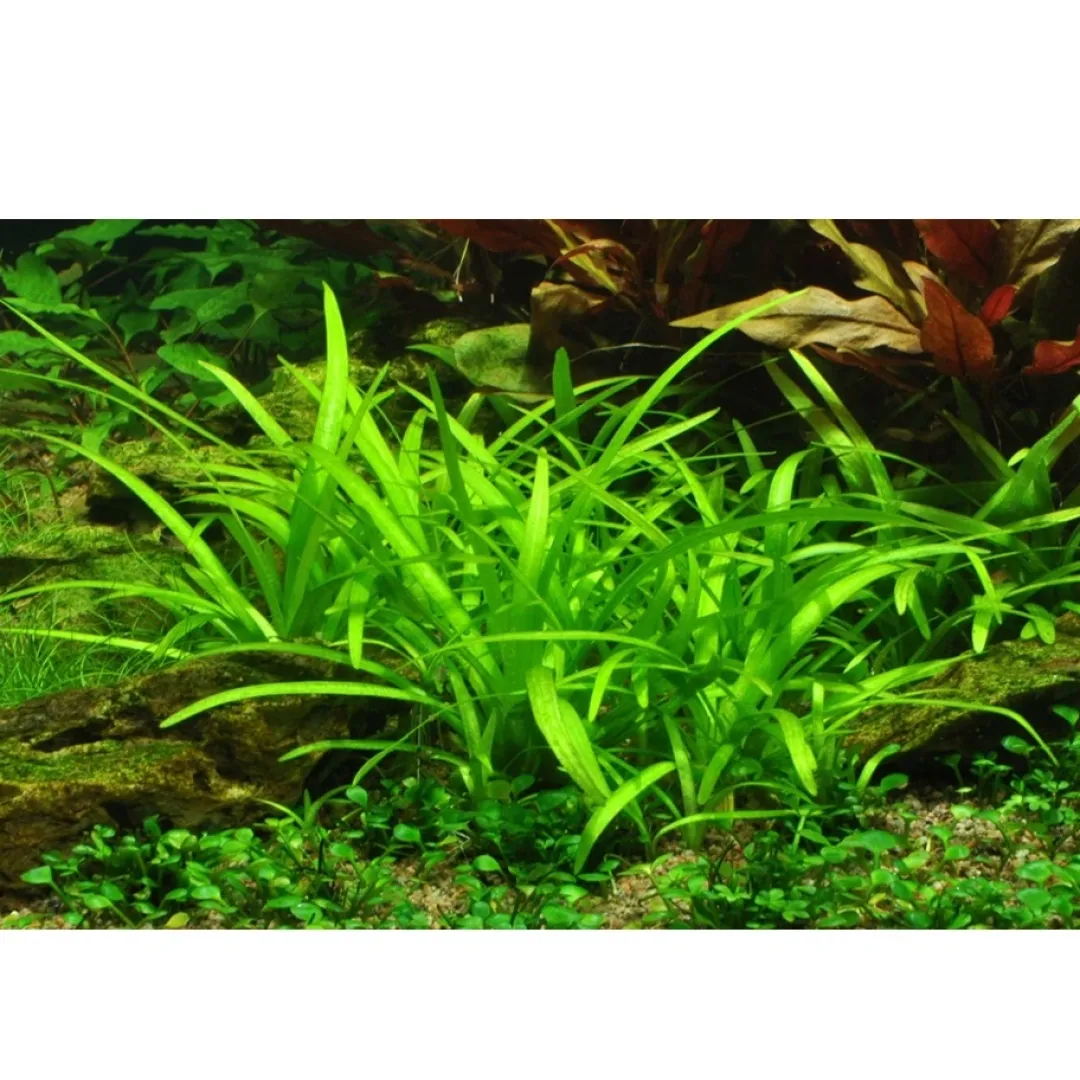 Tropica Akvarieplanter Tropica Sagittaria subulata 1-2-GROW