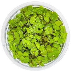 Tropica Akvarieplanter Tropica Salvinia Minima 1-2-GROW