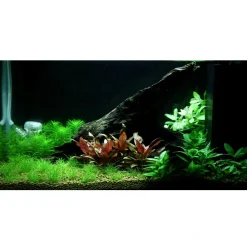 Tropica Akvarieplanter Tropica Staurogyne repens 1-2-GROW