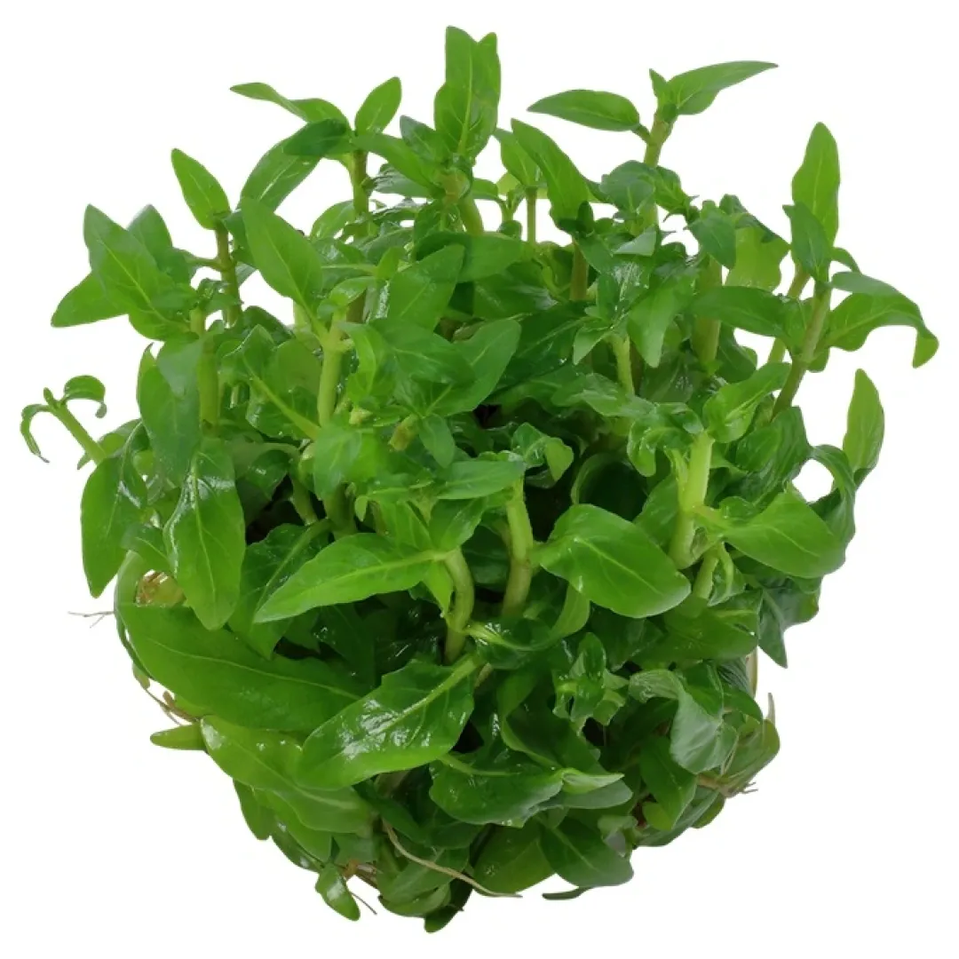 Tropica Akvarieplanter Tropica Staurogyne repens 1-2-GROW