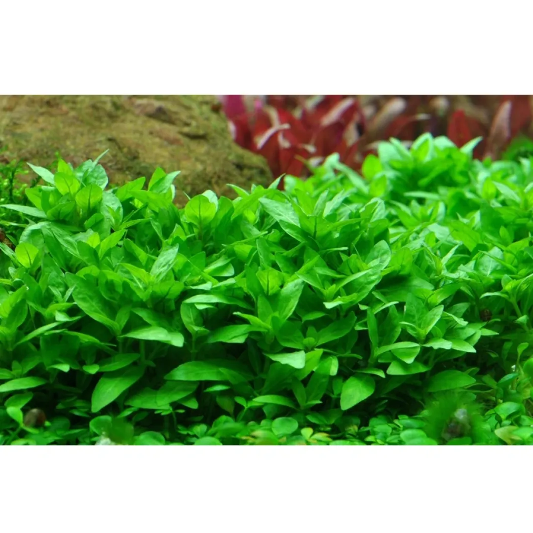 Tropica Akvarieplanter Tropica Staurogyne repens 1-2-GROW