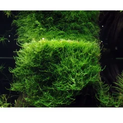 Tropica Akvarieplanter Tropica Taxiphyllum barbieri 'Bogor Moss' 1-2-GROW