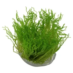 Tropica Akvarieplanter Tropica Taxiphyllum sp. Flame 1-2-GROW