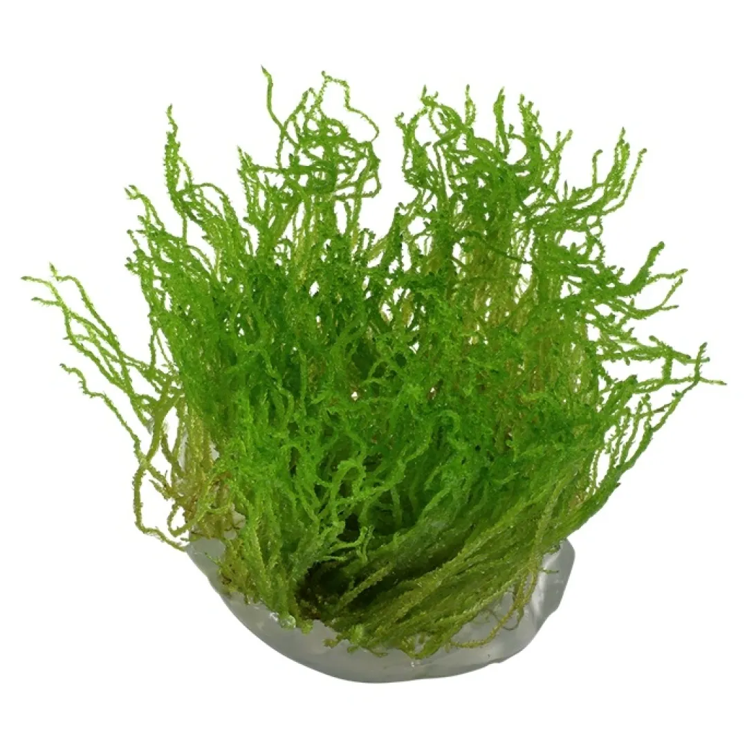 Tropica Akvarieplanter Tropica Taxiphyllum sp. Flame 1-2-GROW
