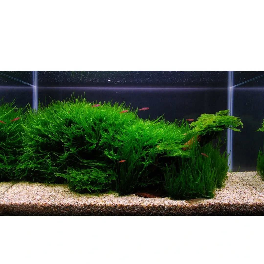 Tropica Akvarieplanter Tropica Taxiphyllum sp. Flame 1-2-GROW