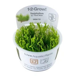 Tropica Akvarieplanter Tropica Taxiphyllum sp. Flame 1-2-GROW