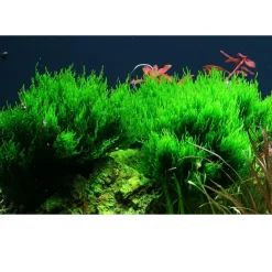 Tropica Akvarieplanter Tropica Taxiphyllum sp. Flame 1-2-GROW