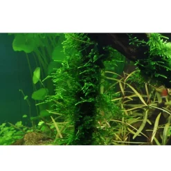 Tropica Akvarieplanter Tropica Taxiphyllum Spiky 1-2-GROW