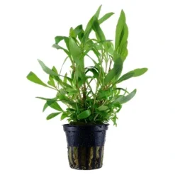 Tropica Akvarieplanter Tropica Ugens plante