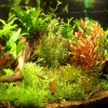 Tropica Akvarieplanter Tropica Ugens sortimentskasse 80 stk