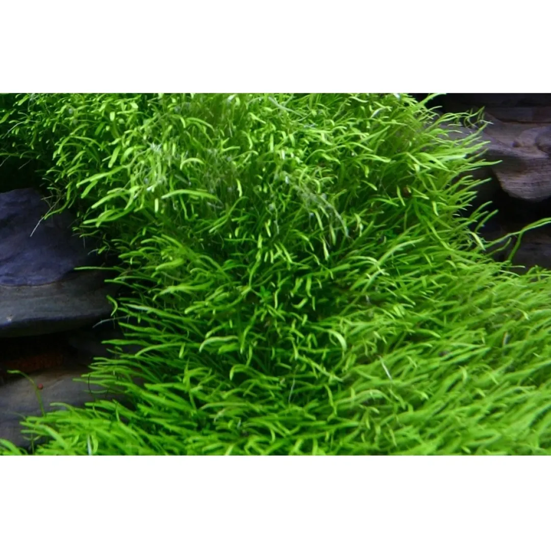 Tropica Akvarieplanter Tropica Utricularia graminifolia 1-2-GROW x 3