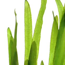 Tropica Akvarieplanter Tropica Vallisneria americana Natans bundt plantestængler