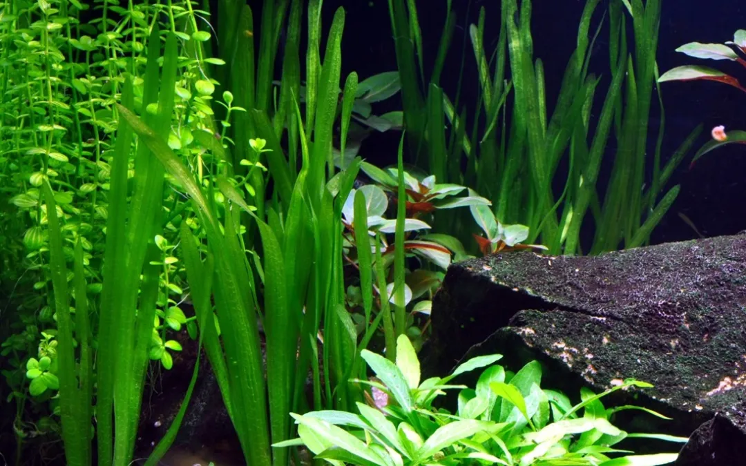 Tropica Akvarieplanter Tropica Vallisneria americana Natans bundt plantestængler