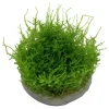 Tropica Akvarieplanter Tropica Vesicularia dubyana Christmas 1-2-GROW