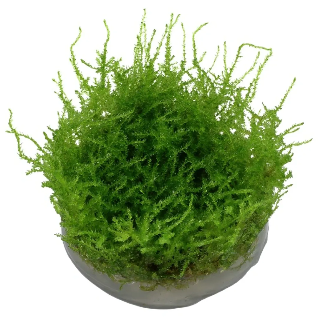 Tropica Akvarieplanter Tropica Vesicularia dubyana Christmas 1-2-GROW