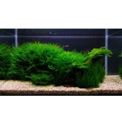 Tropica Akvarieplanter Tropica Vesicularia dubyana Christmas 1-2-GROW