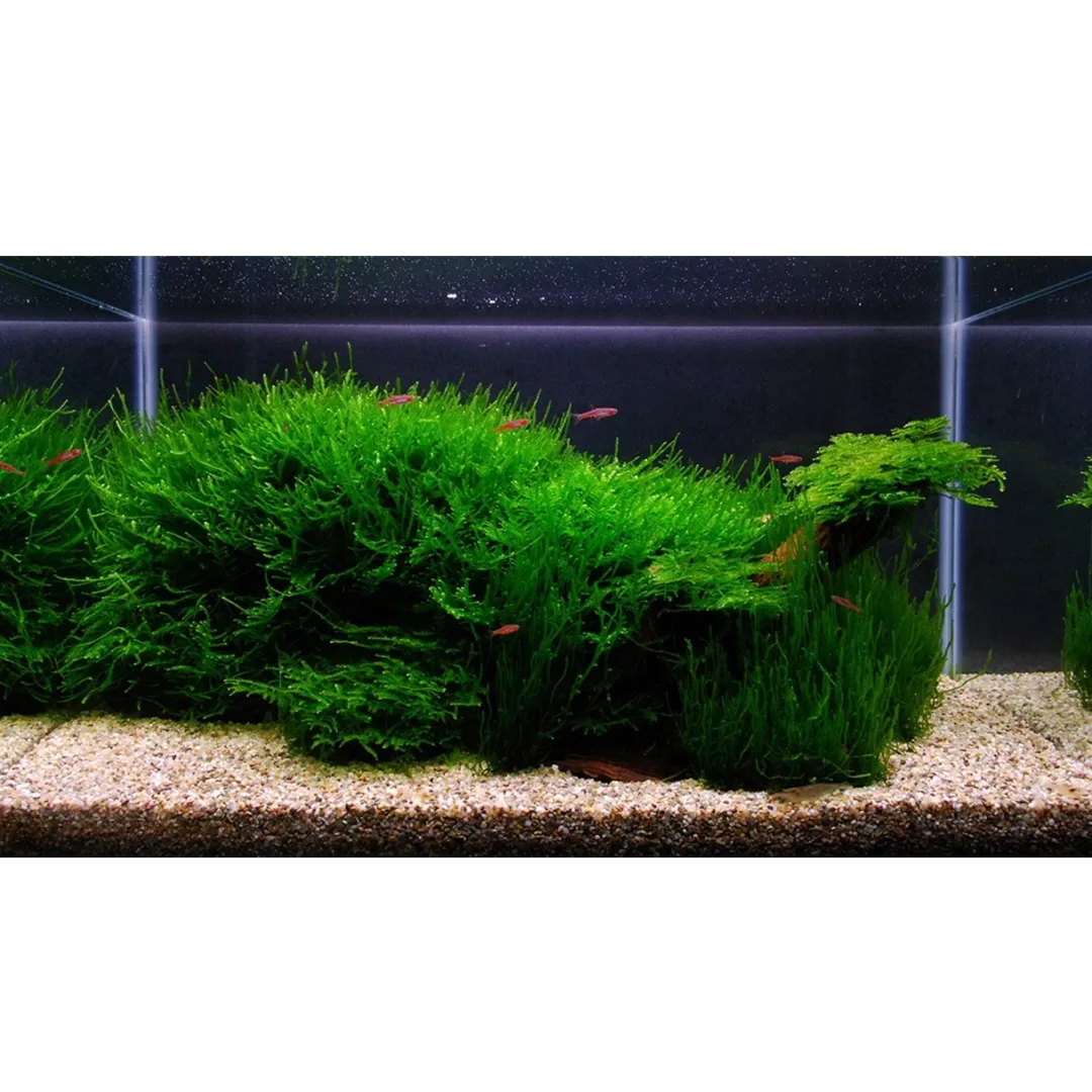 Tropica Akvarieplanter Tropica Vesicularia dubyana Christmas 1-2-GROW