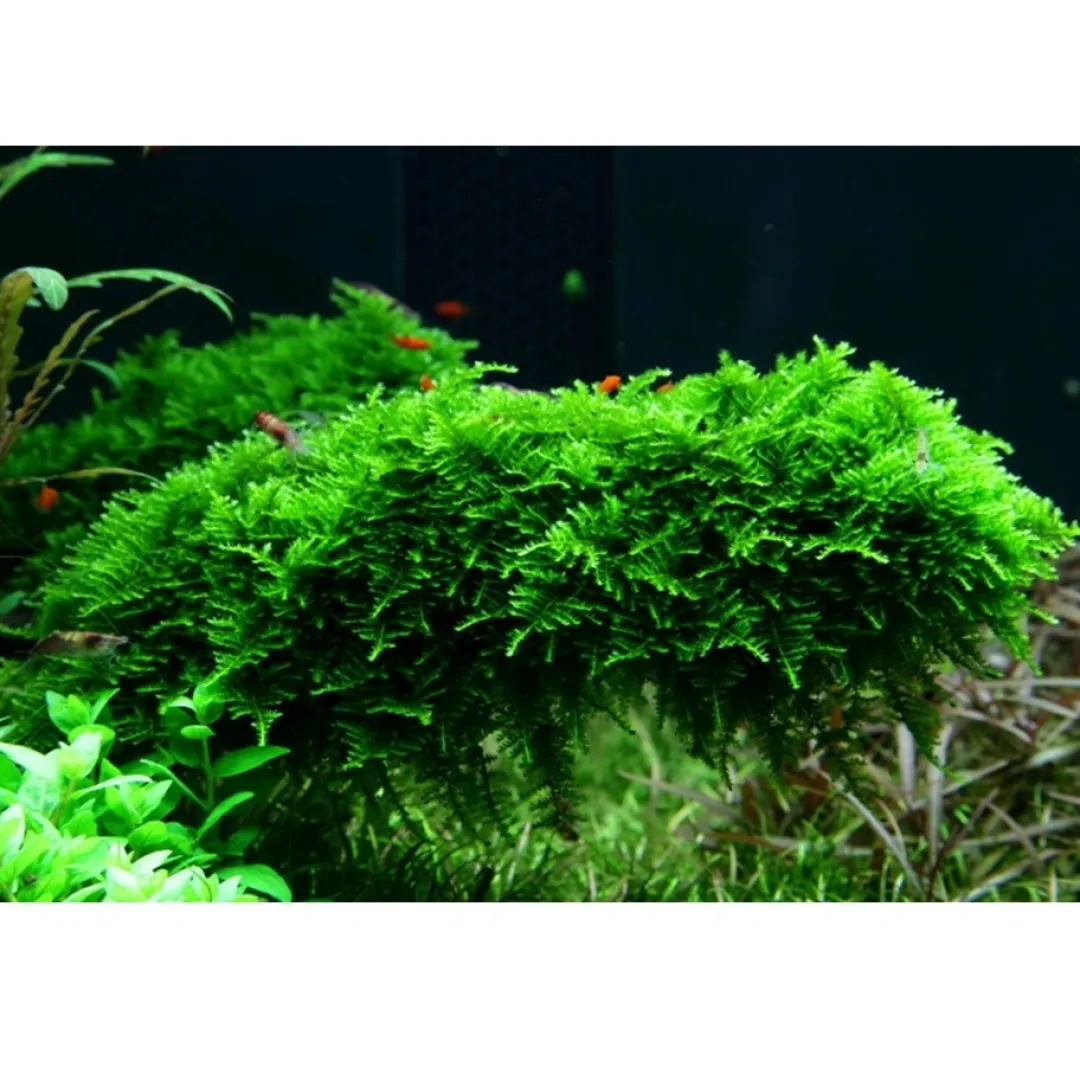 Tropica Akvarieplanter Tropica Vesicularia dubyana Christmas 1-2-GROW