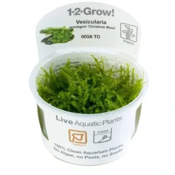 Tropica Akvarieplanter Tropica Vesicularia dubyana Christmas 1-2-GROW