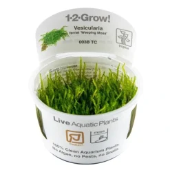 Tropica Akvarieplanter Tropica Vesicularia ferriei Weeping 1-2-GROW
