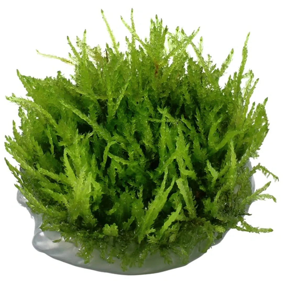 Tropica Akvarieplanter Tropica Vesicularia ferriei Weeping 1-2-GROW