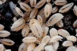 Foder til Krybdyr Tropiske bænkebidere (Trichorhina tomentosa)
