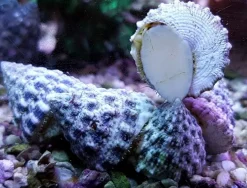 Saltvandsfisk Turbosnegl (Tectus fenestratus) Kæmpe snegl