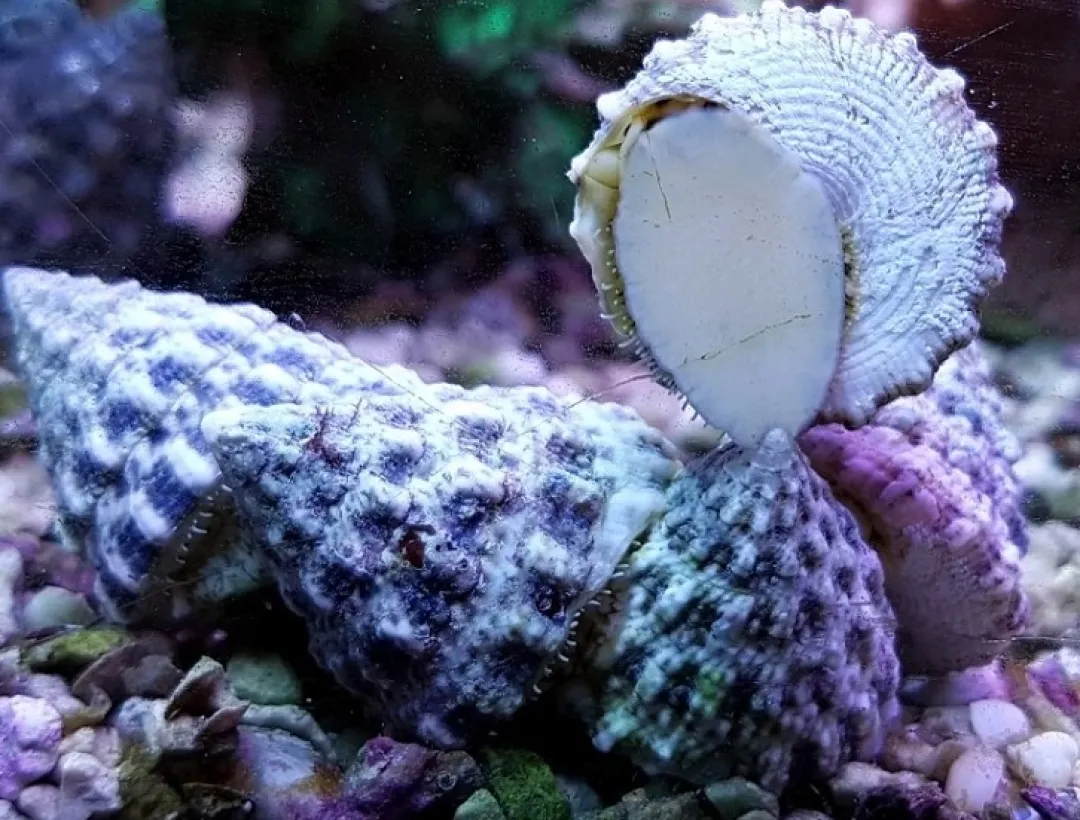 Saltvandsfisk Turbosnegl (Tectus fenestratus) Kæmpe snegl