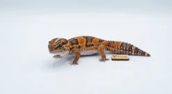 Krybdyr fra hele Verden Vestafrikansk Tykhalegecko - Hemiteconyx caudicinctus