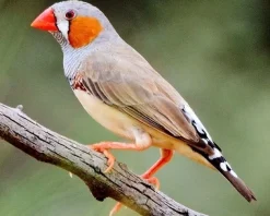 Fugle fra hele Verden Zebrafinke (Taeniopygia guttata)
